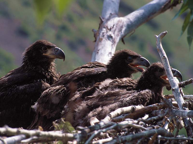 Immature Bald Eagles, Alaska